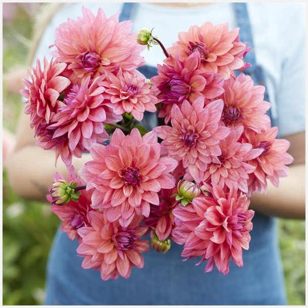 Dahlia Feline Yvonne 