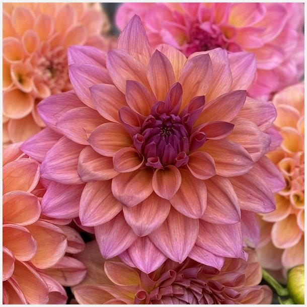 Dahlia Feline Yvonne 