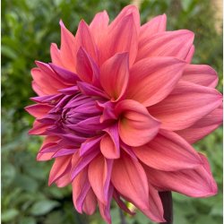 Dahlia Feline Yvonne 