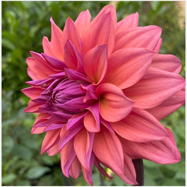 Dahlia Feline Yvonne 