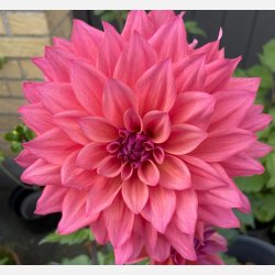 Dahlia Feline Yvonne 