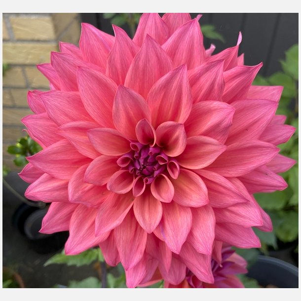 Dahlia Feline Yvonne 