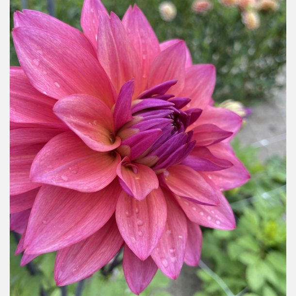 Dahlia Feline Yvonne 