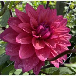 Dahlia Feline Yvonne 