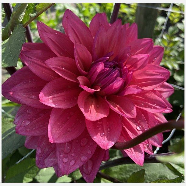 Dahlia Feline Yvonne 