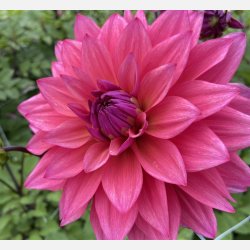 Dahlia Feline Yvonne 