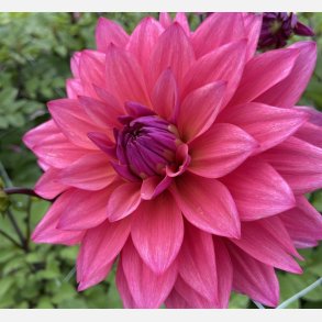 Dahlia Feline Yvonne 