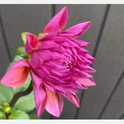 Dahlia Feline Yvonne 