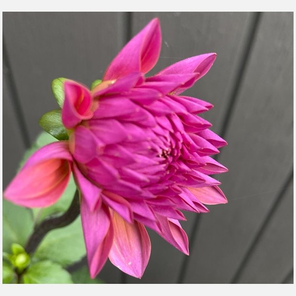 Dahlia Feline Yvonne 