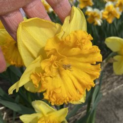 Narcis Ferris Wheel 4 lg