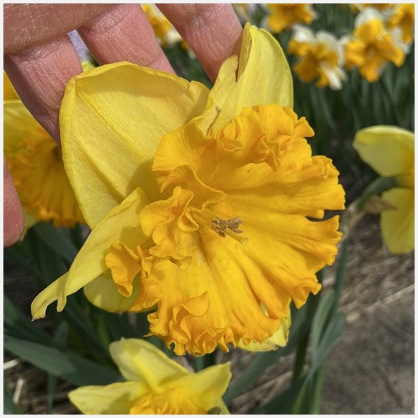 Narcis Ferris Wheel 4 lg