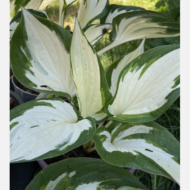 Hosta Fire and Ice 1 stk