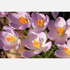 Krokus Sieberi Firefly 20 lg