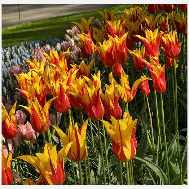 Tulip Fire Wings 8 lg