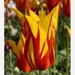 Tulip Fire Wings 8 lg
