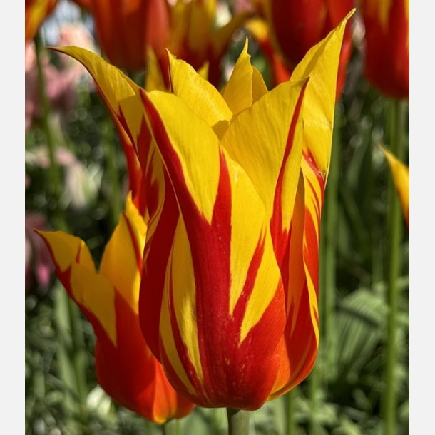 Tulip Fire Wings 8 lg