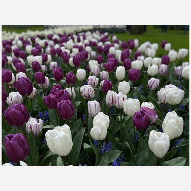 Tulipan Flag mix 45 lg