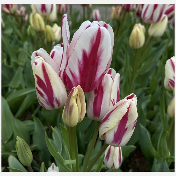Tulipan Flaming Club 5 lg
