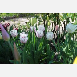 Tulipan Flaming Flag 8 lg