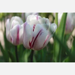 Tulipan Flaming Flag 8 lg