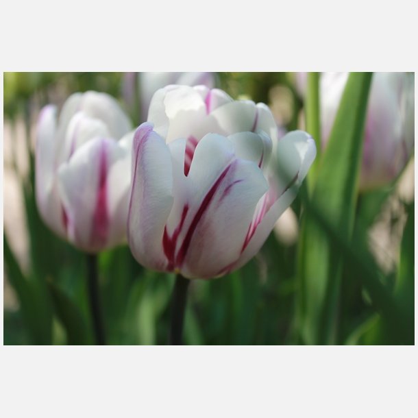 Tulipan Flaming Flag 8 lg