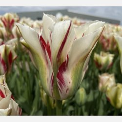 Tulipan Flaming Springgreen 5 lg