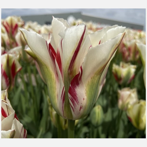 Tulipan Flaming Springgreen 5 lg