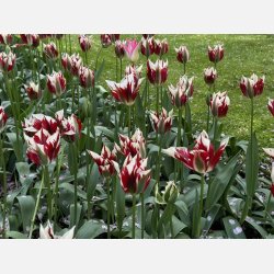 Tulipan Flaming Springgreen 5 lg