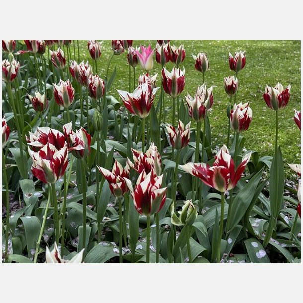 Tulipan Flaming Springgreen 5 lg
