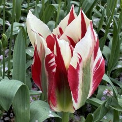 Tulipan Flaming Springgreen 5 lg