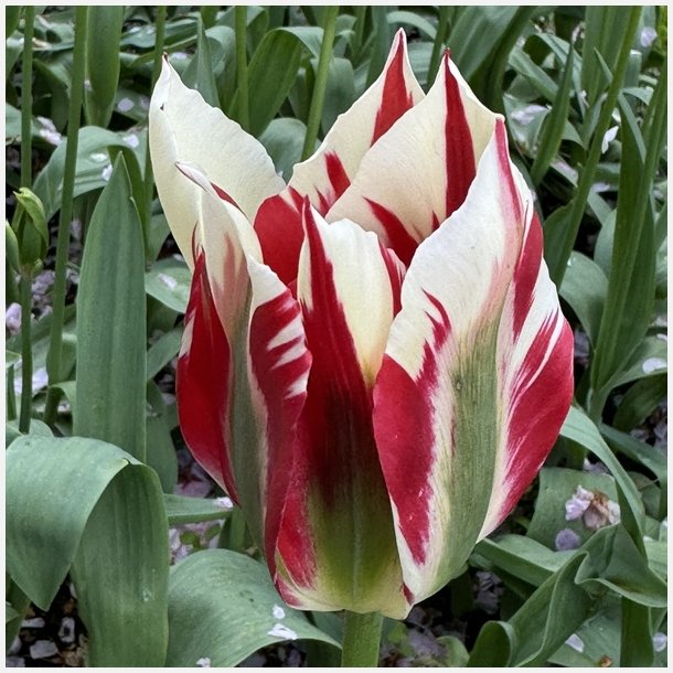Tulipan Flaming Springgreen 5 lg
