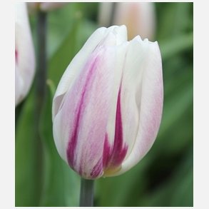 Tulipan Flaming Flag 8 lg