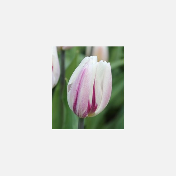 Tulipan Flaming Flag 8 lg