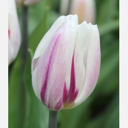 Tulipan Flaming Flag 8 lg