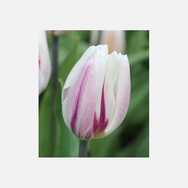 Tulipan Flaming Flag 8 lg