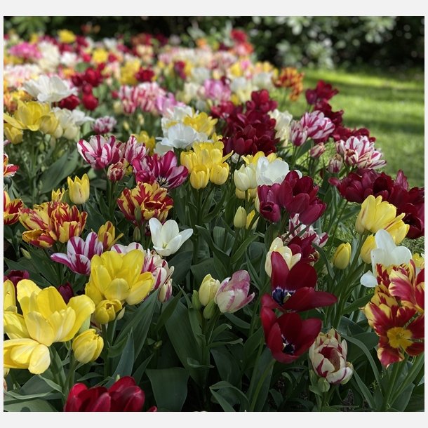 Tulipan Fantasy Club 12 lg