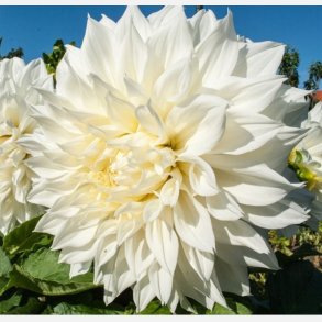 Dahlia Fleurel 1 stk