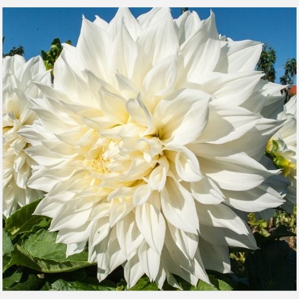 Dahlia Fleurel 1 stk
