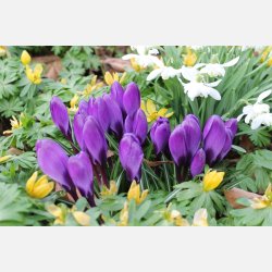 Krokus Flower record 10 lg