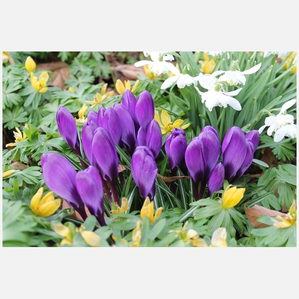 Krokus Flower record 10 lg