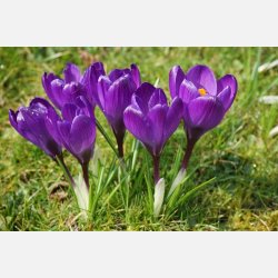 Krokus Flower record 10 lg