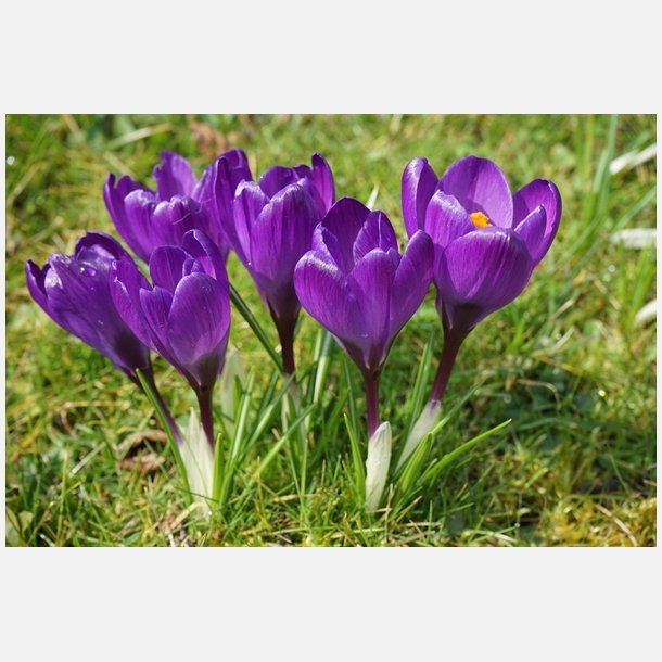 Krokus Flower record 10 lg