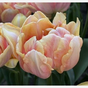 Tulip Foxy Foxtrot 8 lg