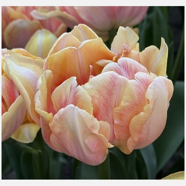 Tulip Foxy Foxtrot 8 lg
