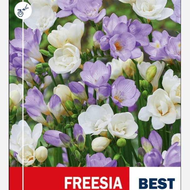 Freesia bl/hvid mix