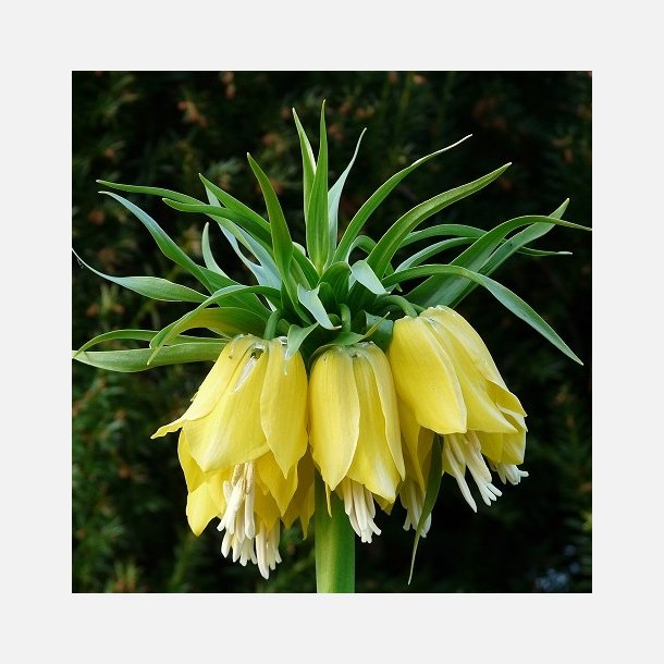 Kejserkrone Lutea 1 lg