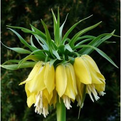 Kejserkrone Lutea 1 lg