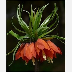 Kejserkrone Aurora 1 lg