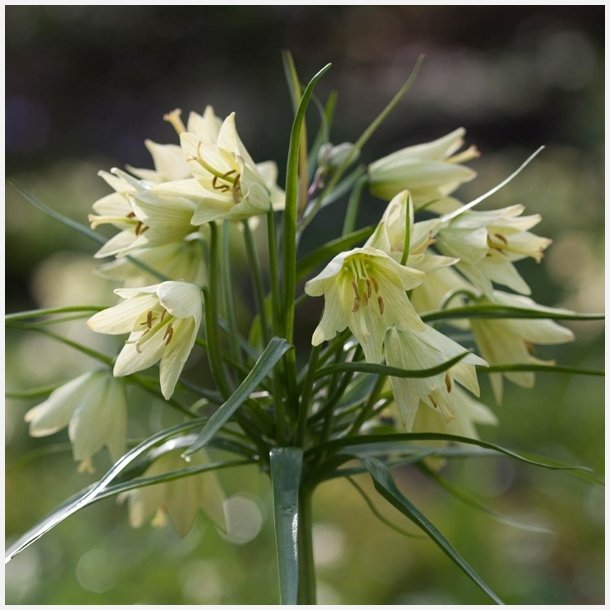 Fritillarias Reddeana 1 lg