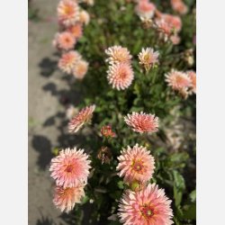 Dahlia Gallery Leonardo 